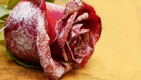 Zasněžená rudá růže