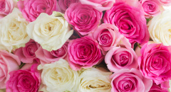 Růžové a bílé růže
