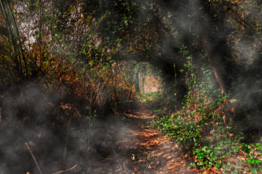 Tajemná cesta lesem