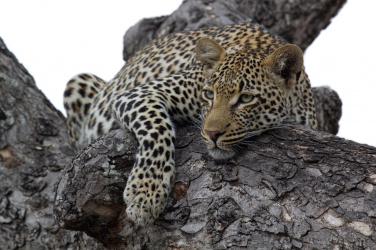 Leopard na stromě