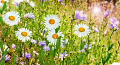 Divoké květiny v létě