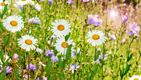 Divoké květiny v létě