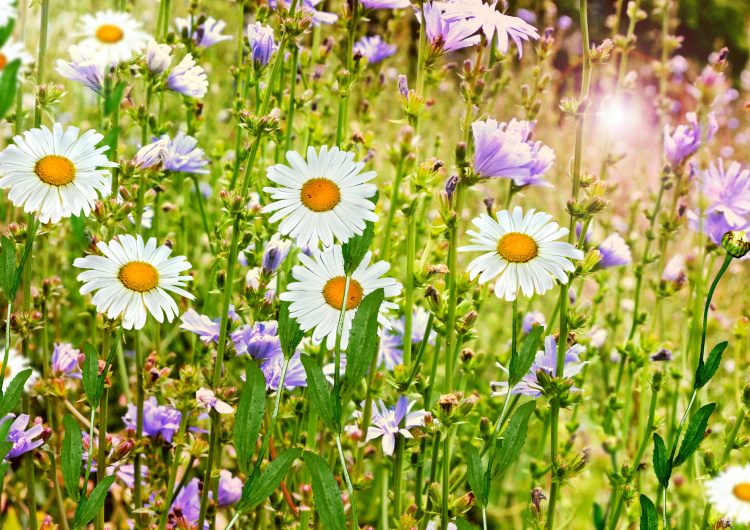 Divoké květiny v létě