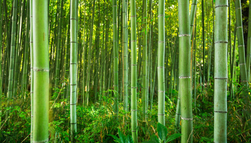 Bambusový les