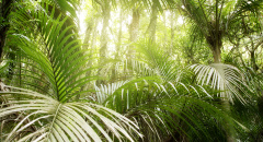 Zelené listy v džungli