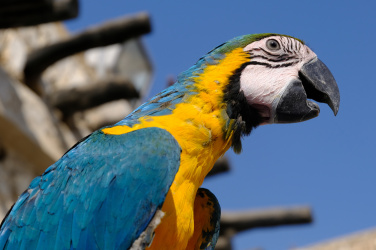 Papoušek Macaw