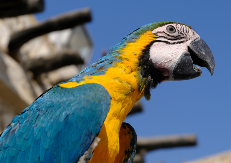 Papoušek Macaw