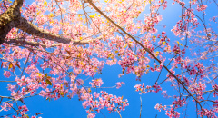 Strom s růžovými květy