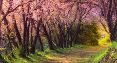 Růžová sakura
