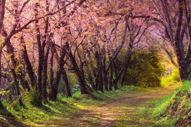 Růžová sakura