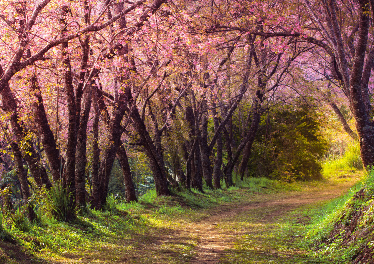 Růžová sakura